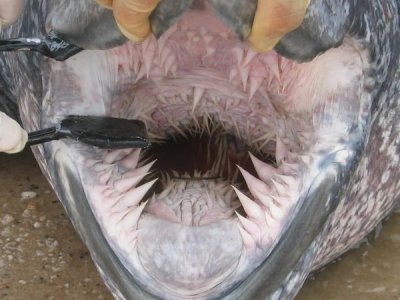 Veterinarians examine the inside of a leatherback's mouth, showing the spiky papillae 