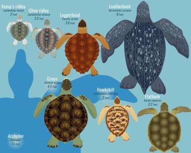 Infographic displaying relative sizes of different sea turtle species 